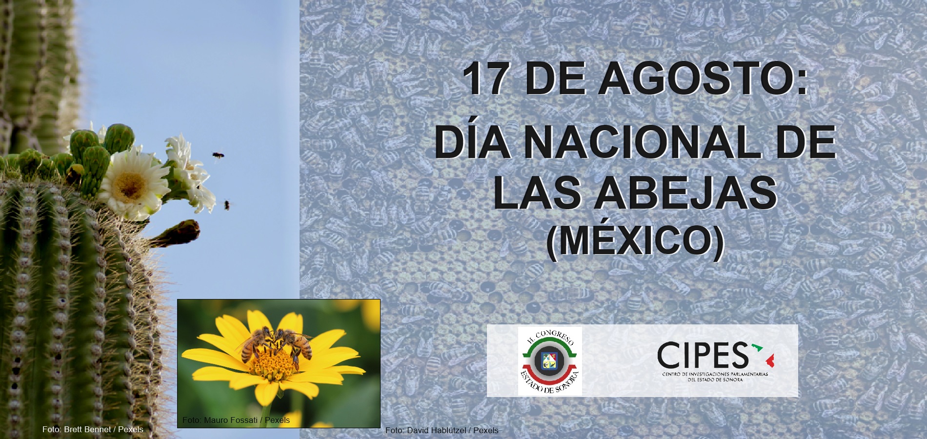 Imagen de DÍA NACIONAL DE LAS ABEJAS (MÉXICO)