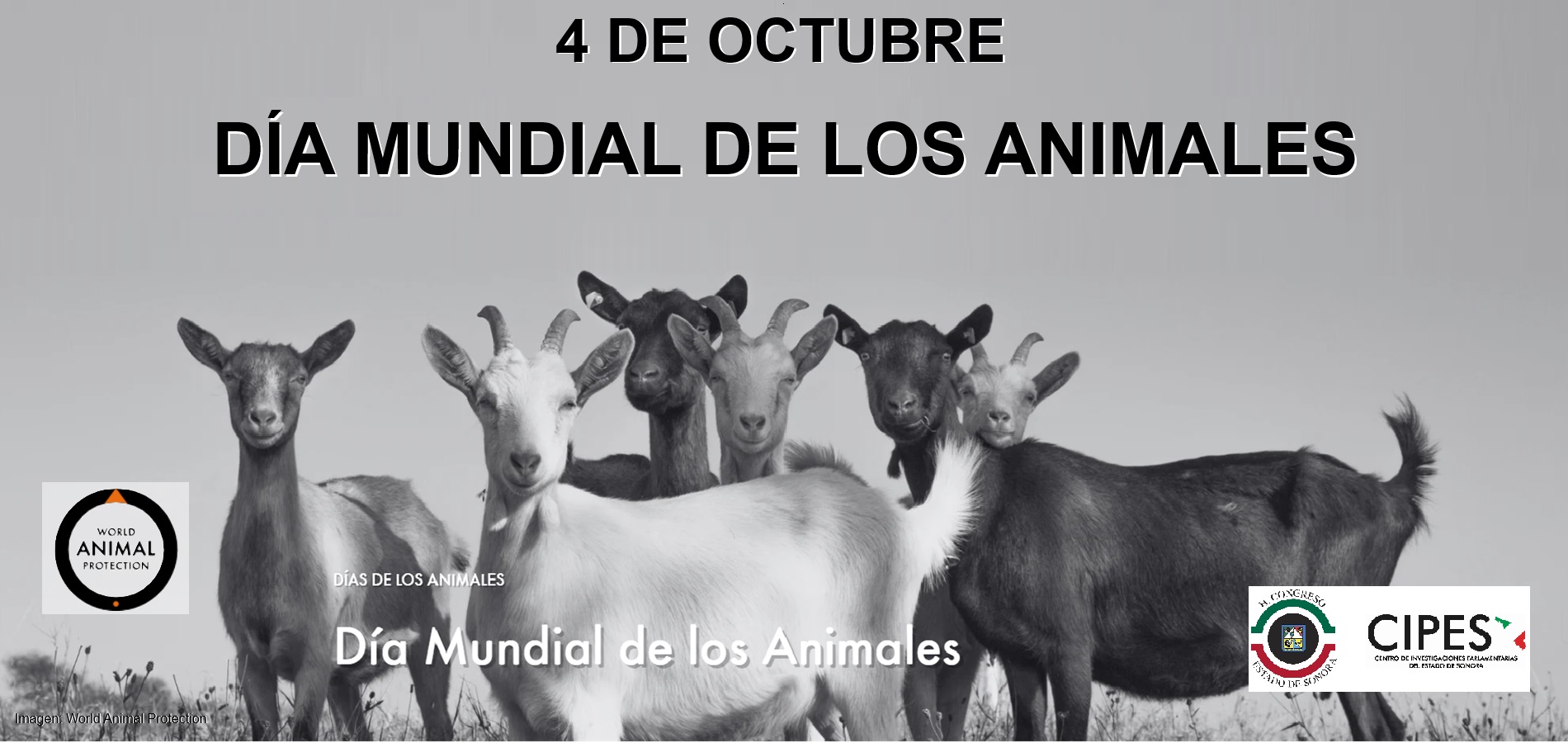 Imagen de DÍA MUNDIAL DE LOS ANIMALES